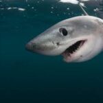 Adopt a Shark: How One Small Action Can Save Our Oceans