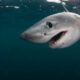 Adopt a Shark: How One Small Action Can Save Our Oceans