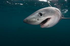 Adopt a Shark: How One Small Action Can Save Our Oceans