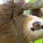 Slooth: The Secrets Behind This Fascinating Creature