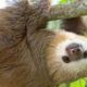 Slooth: The Secrets Behind This Fascinating Creature