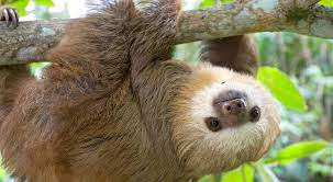 Slooth: The Secrets Behind This Fascinating Creature